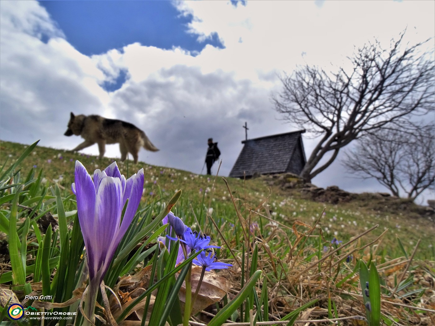 Crocus vernus e Scilla bifolia ai prati della Pigolotta